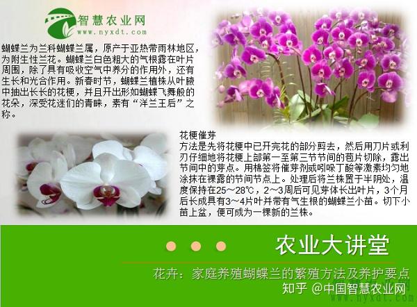 花卉 家庭养殖蝴蝶兰的繁殖方法及养护要点 知乎
