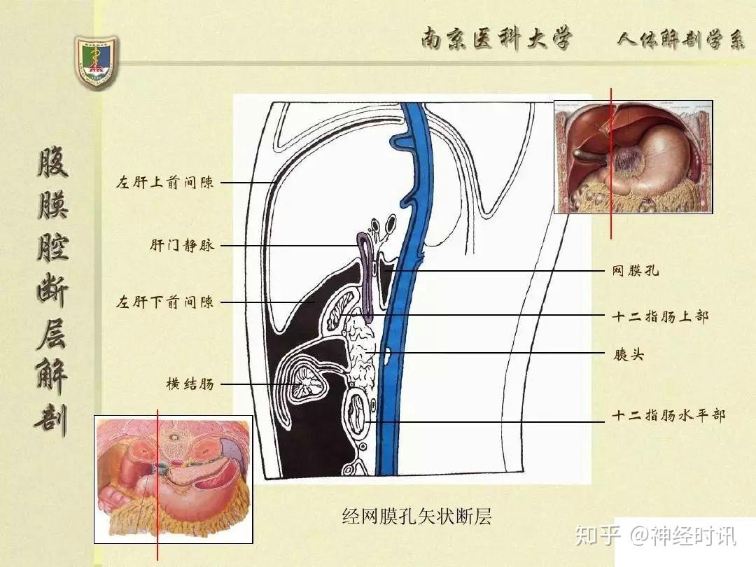 (分區圖,交通圖,插圖有助於理解)第四篇(關於腹膜內/間/外位器官的