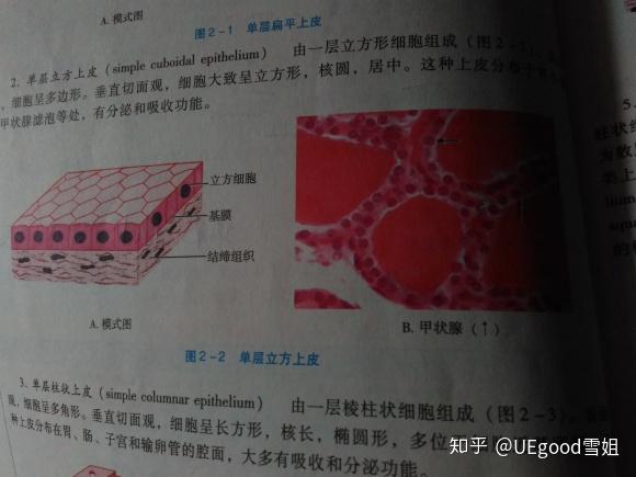 組胚紅藍鉛筆實驗圖的單層扁平上皮和假復層纖毛柱狀上皮怎麼畫呀?