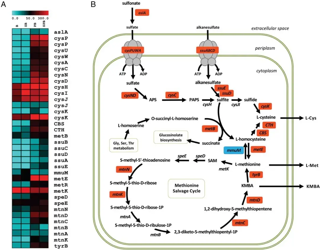 PNAS | 研究揭示硫代谢在内生菌诱导植物耐盐中的协调作用! - 知乎