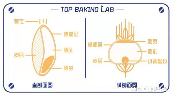 想学面包,先认识小麦的结构 - 知乎