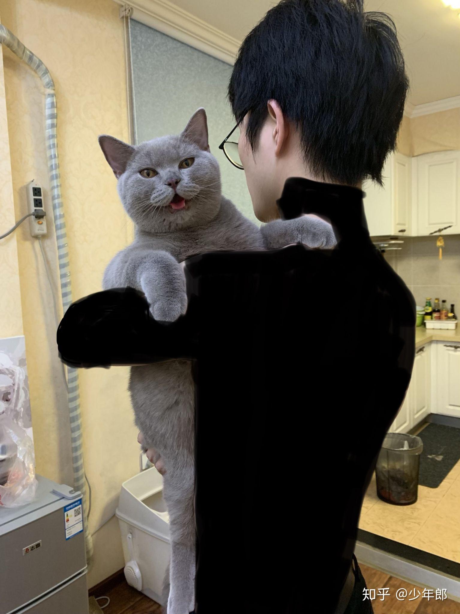 2岁猫不发腮会怎样,猫发腮是什么意思? - 知乎