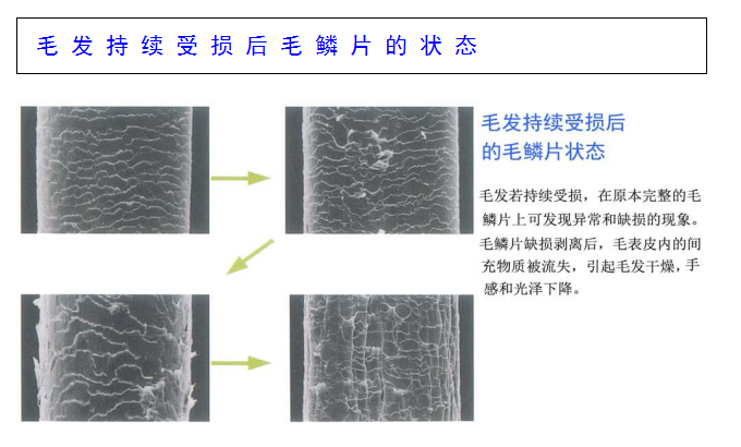 毛发的科学(六)发质与毛发受损之关系 - 知乎