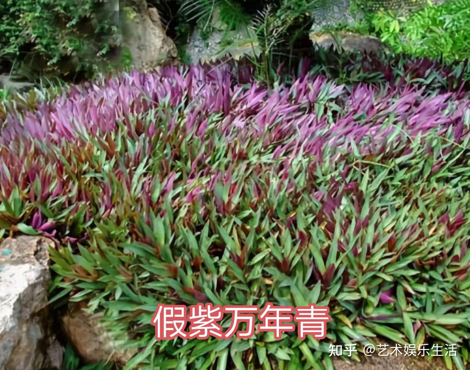 鸭跖草科的13种代表植物 - 知乎