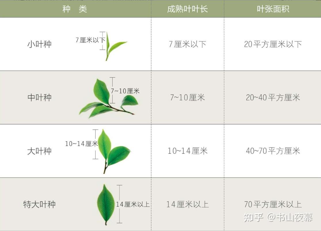 茶的分类 - 知乎