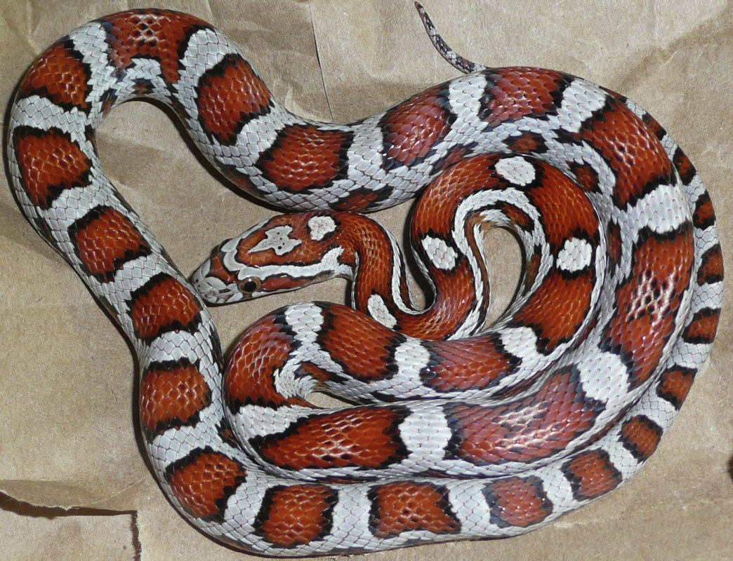 产地个体的野生型品系