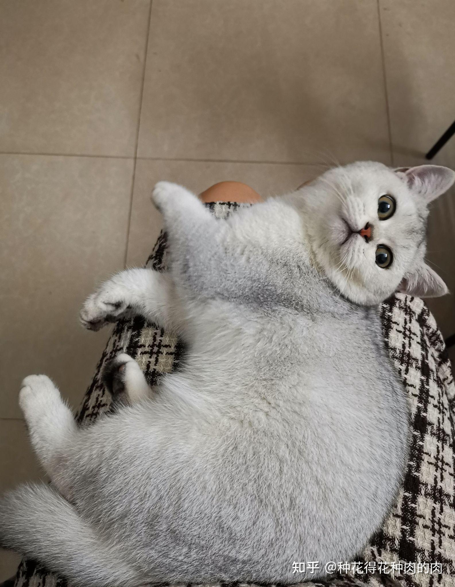 买了只黄眼睛的银渐层这个品相如何