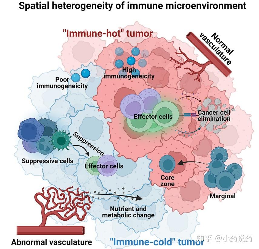 肿瘤免疫微环境的异质性及其临床意义 知乎