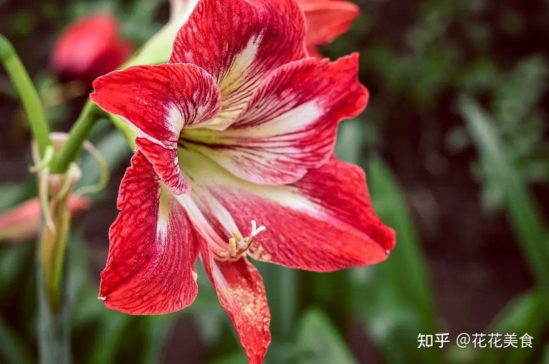 在中国,红色象征着吉利,代表了祝福.