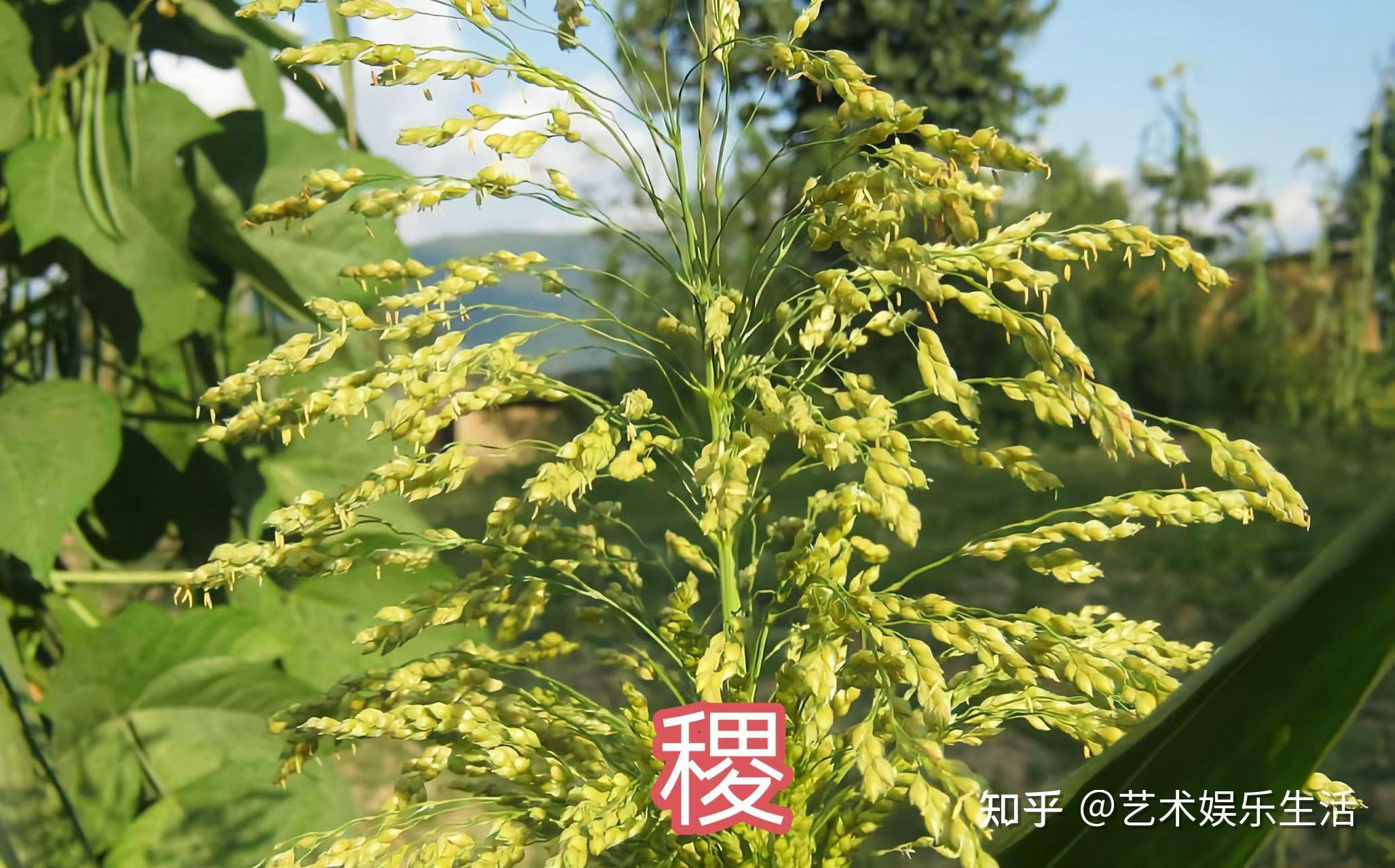黍稷曾经是华夏民族很长一段时间的第一主粮 - 知乎