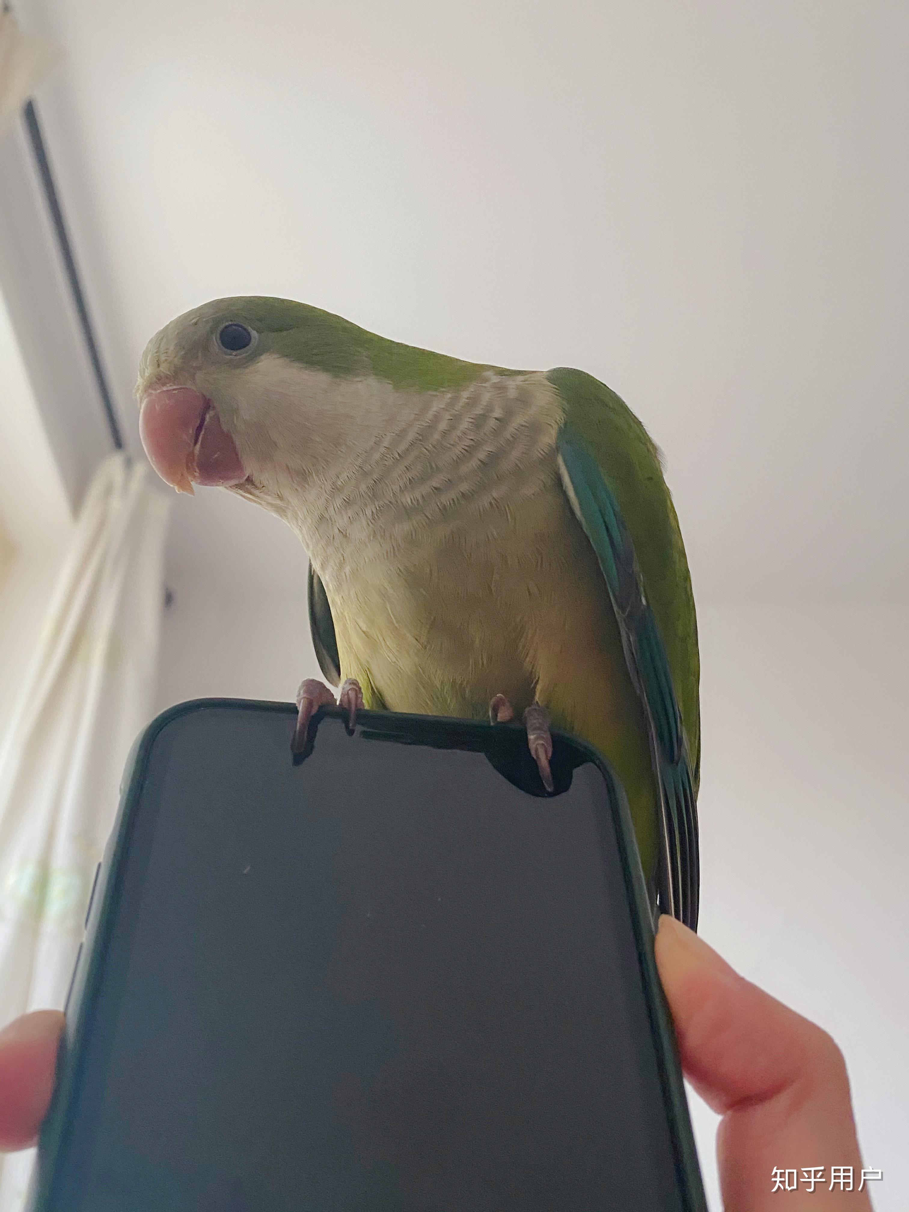 养一只绿和尚鹦鹉是一种什么样的体验? - 知乎