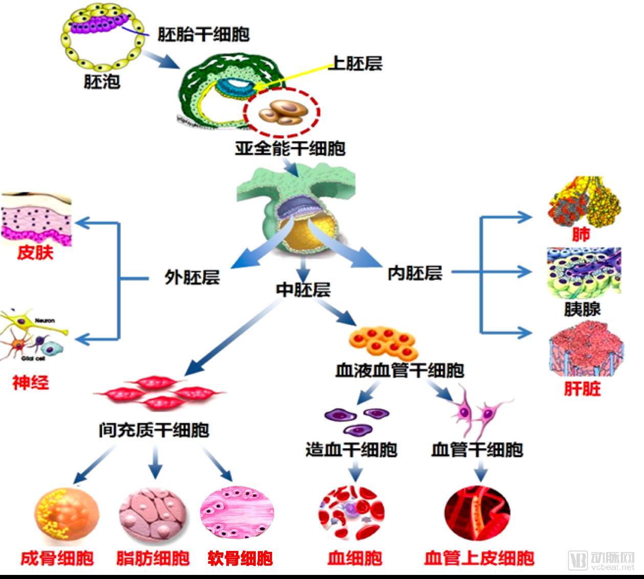 撤稿缘由:此干细胞非彼干细胞