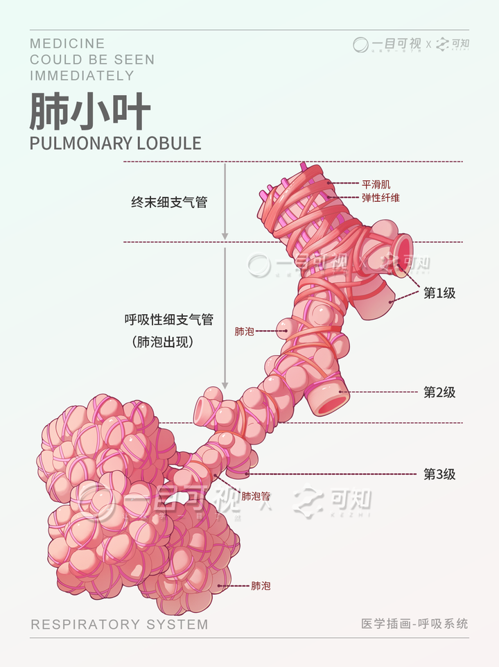 肺泡解剖 | 肺泡精细结构 - 知乎