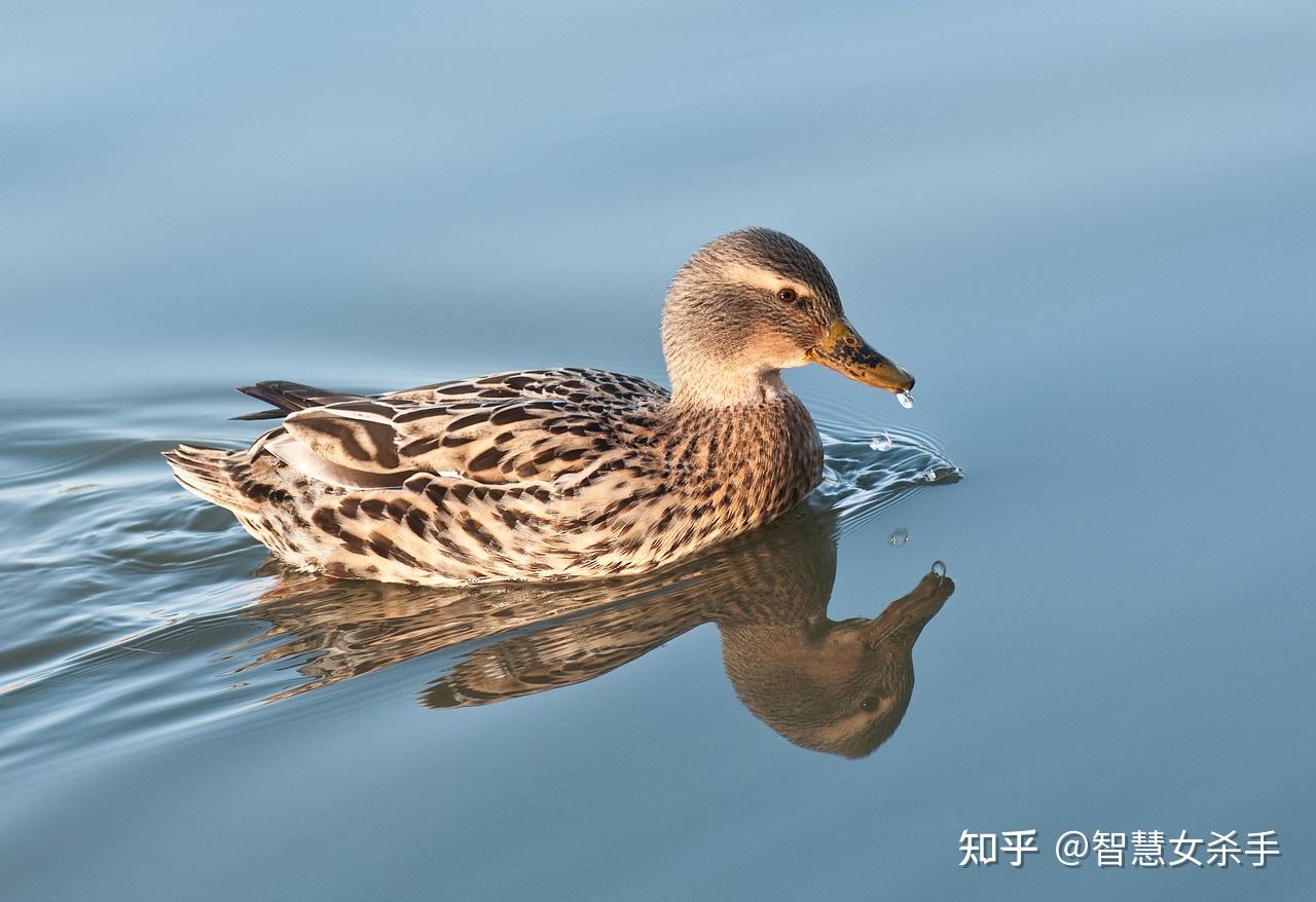 為什麼鴨子在水裡羽毛不會溼? - 知乎