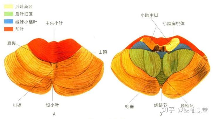 小脑的分叶