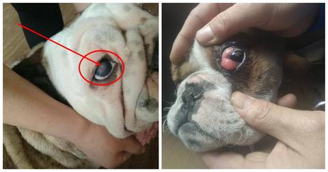 狗狗结膜瓣遮盖术图片