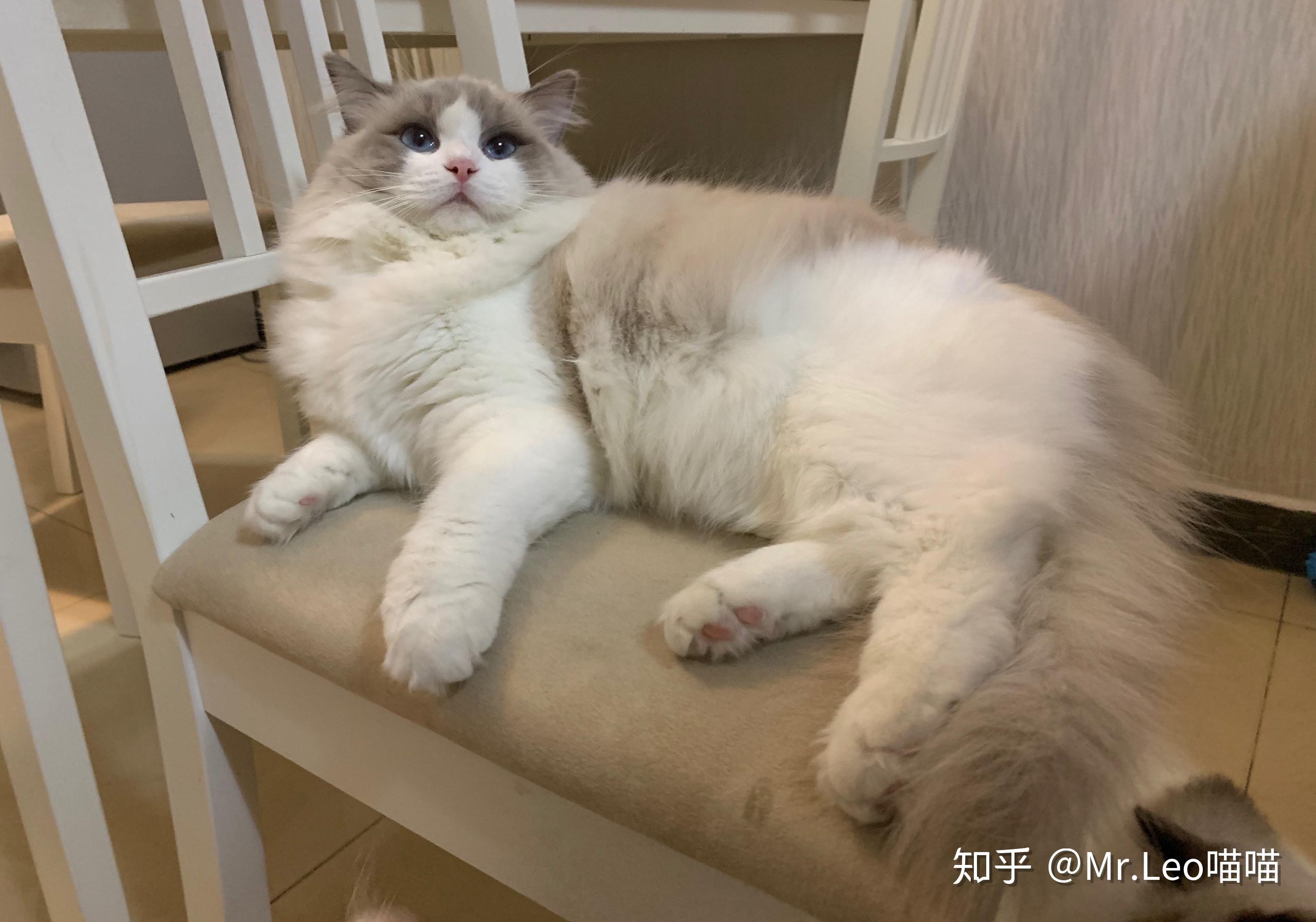 请大神看看这是蓝手套布偶吗?还是串串? - 知乎