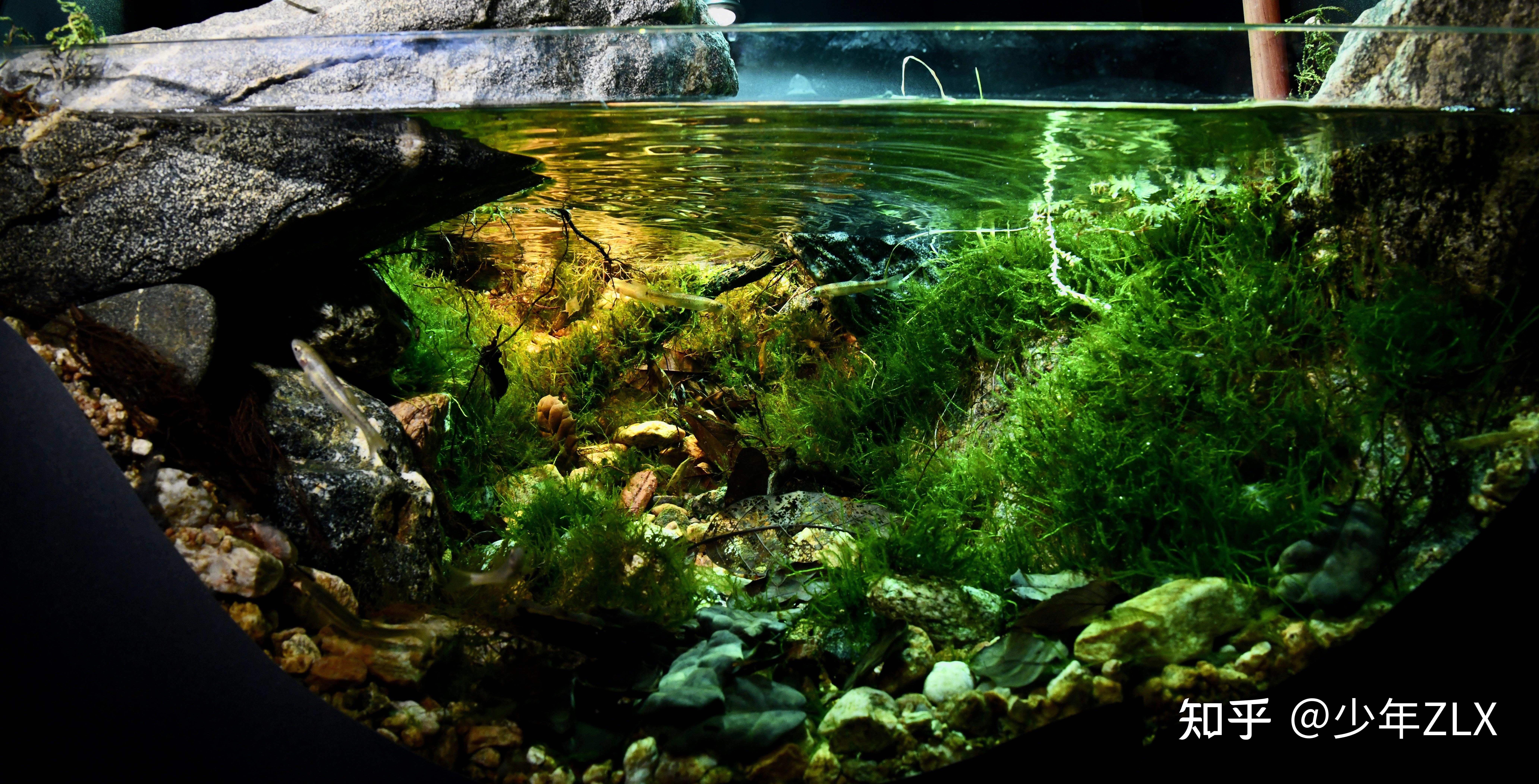 你家的鱼缸造景有多美请上图片视频
