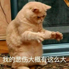 北半球的一只企鹅