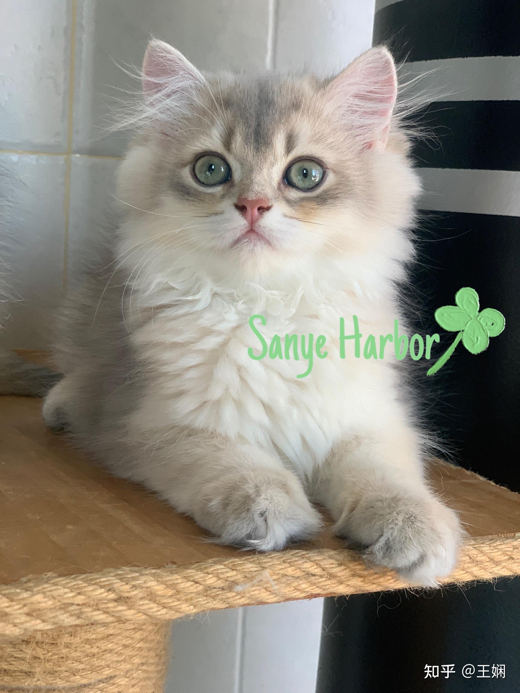 长毛蓝金渐层弟弟找家长正规猫舍价高