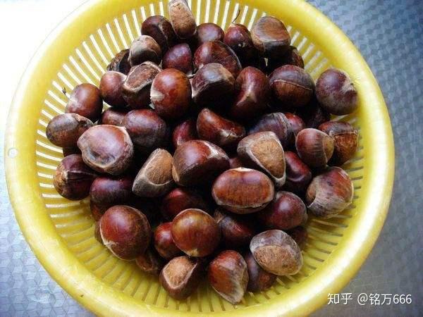 什么人能吃板栗 v2-80b1ce7699c9956dbf1fc4ada132c6b0_r.jpg