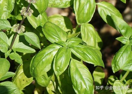 香精与香料(127)—罗勒 - 知乎