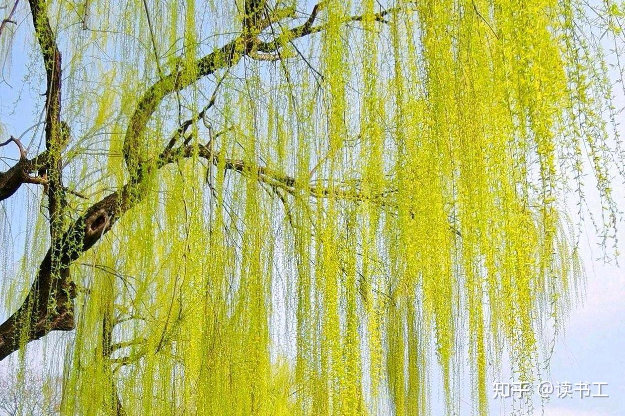 春回人间,绿柳如烟,八首杨柳诗歌欣赏 - 知乎