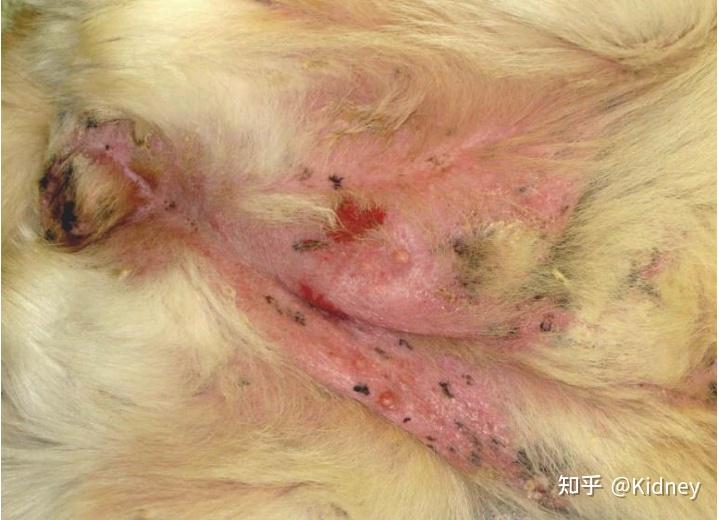 解析犬猫天疱疮