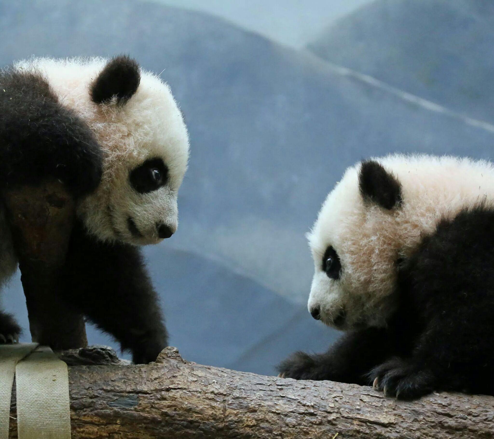 两只可爱的熊猫图片素材-编号26958260-图行天下