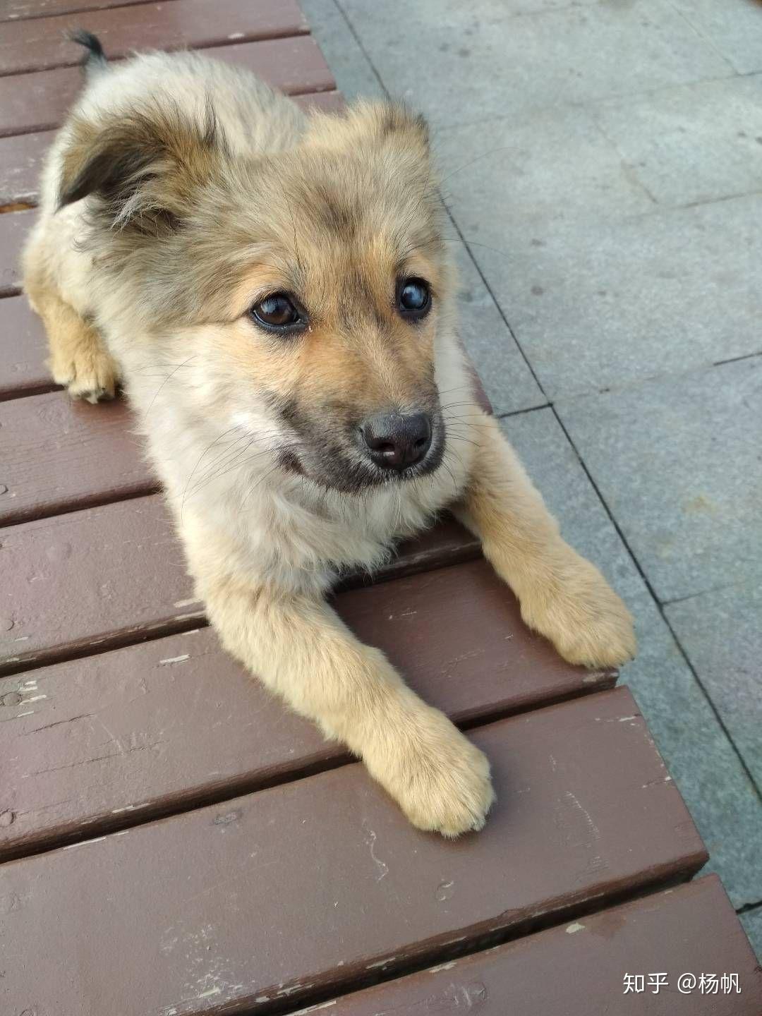 土狗的出生,过宠物狗的生活,合适吗? - 知乎