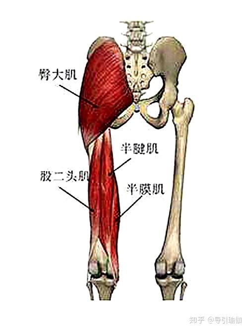 瑜伽干货蜜桃臀大粗腿练臀知多少之一
