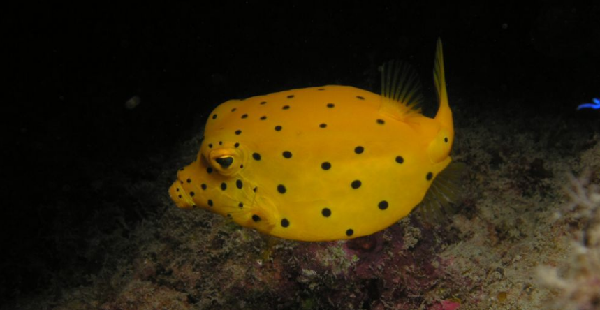 有毒鱼类汇总 - 知乎