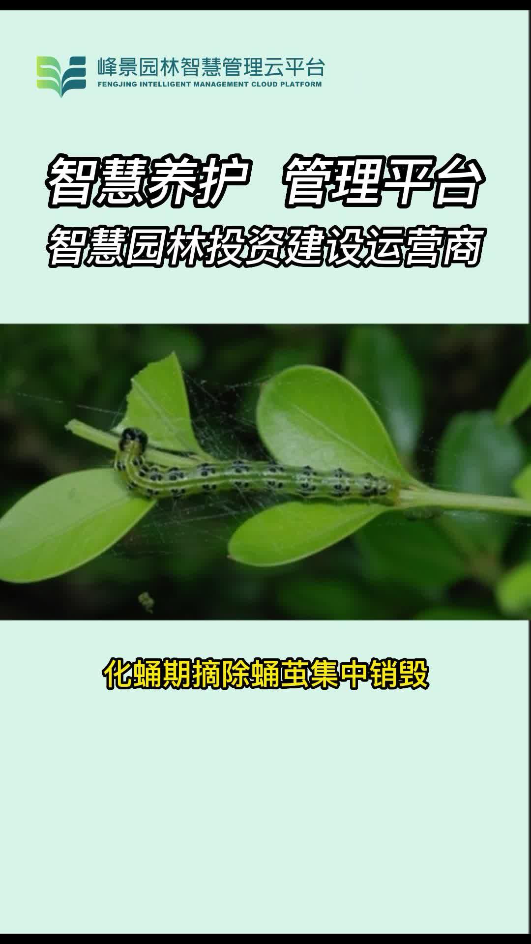 园林病虫害防治——黄杨绢野螟 - 知乎