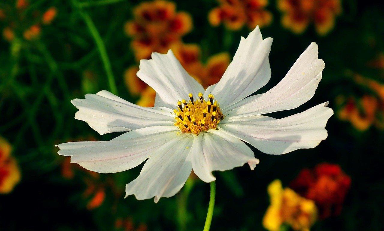 2. 春季种植技巧