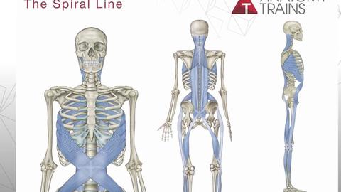 前深线(骨盆前倾)