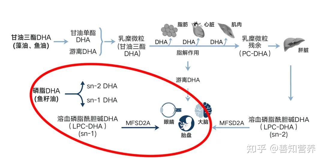 孕期补不够DHA，宝宝出生后睡不好？ - 知乎