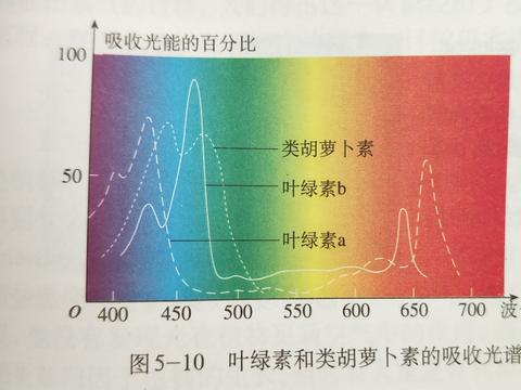 这是人教版教材上的原画↓ 叶绿素a和叶绿素b的吸收光谱虽然相似,但不