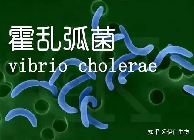 最新通报:广东新增1例霍乱病例! - 知乎