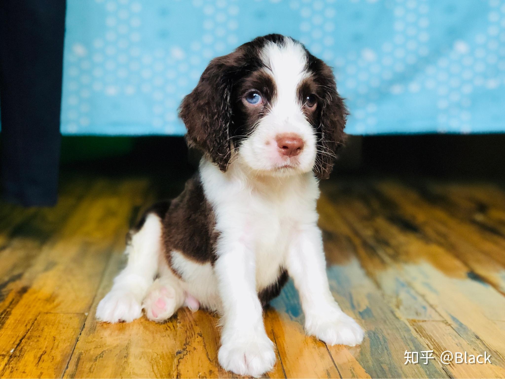 史賓格犬的性格好嗎智商高嗎