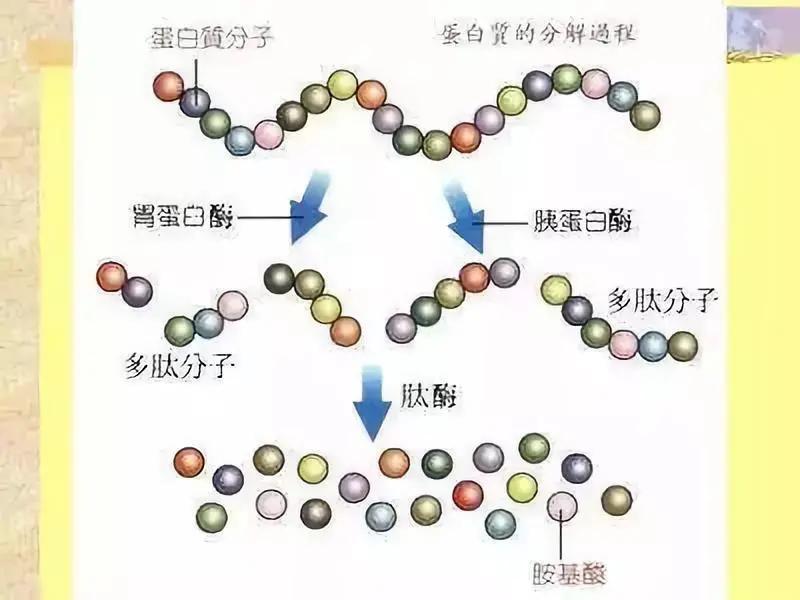 年龄在25 的女性该如何补充脸上流失的胶原蛋白 知乎