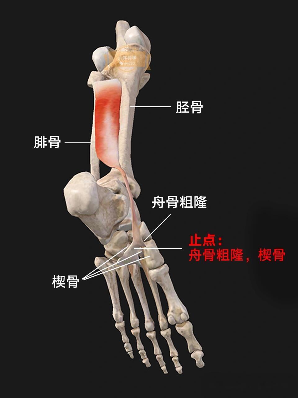 胫骨后肌肌腱图片