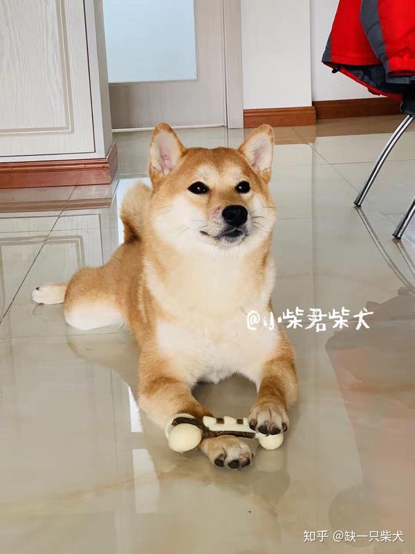 最全柴犬饲养指南 知乎