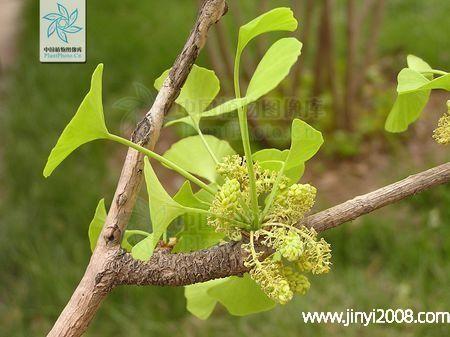 银杏花的功效与作用 知乎