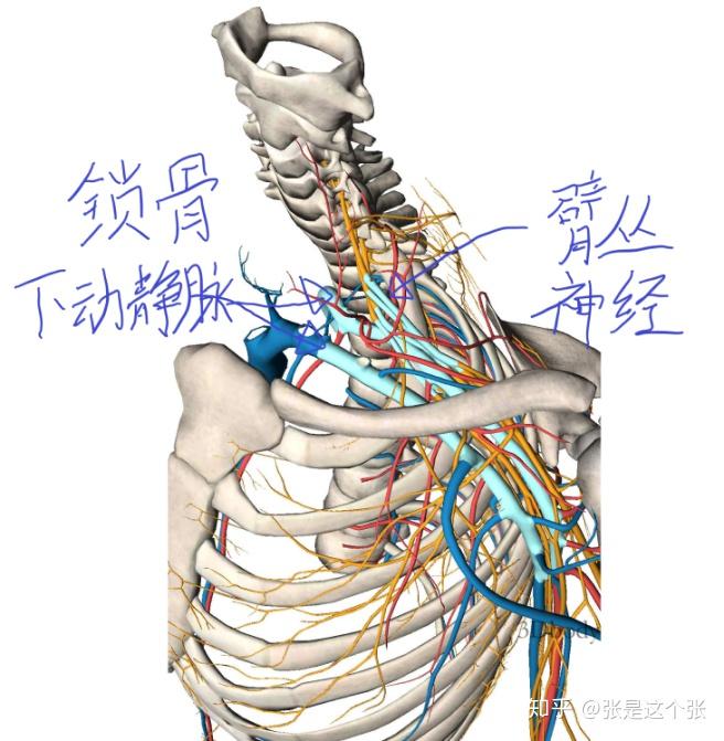 如果严重错位,可合并损伤臂丛神经和锁骨下动静脉