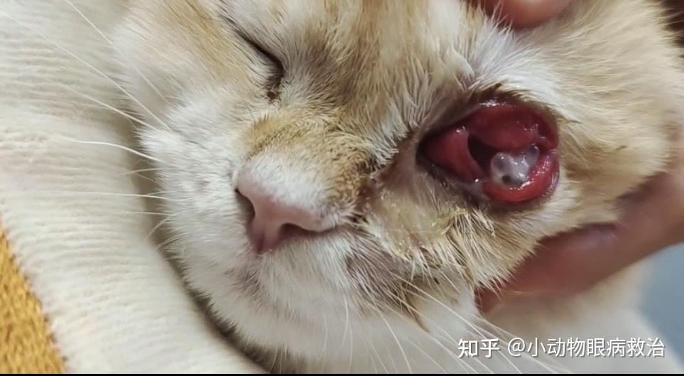 猫咪治疗半个月恢复神速!