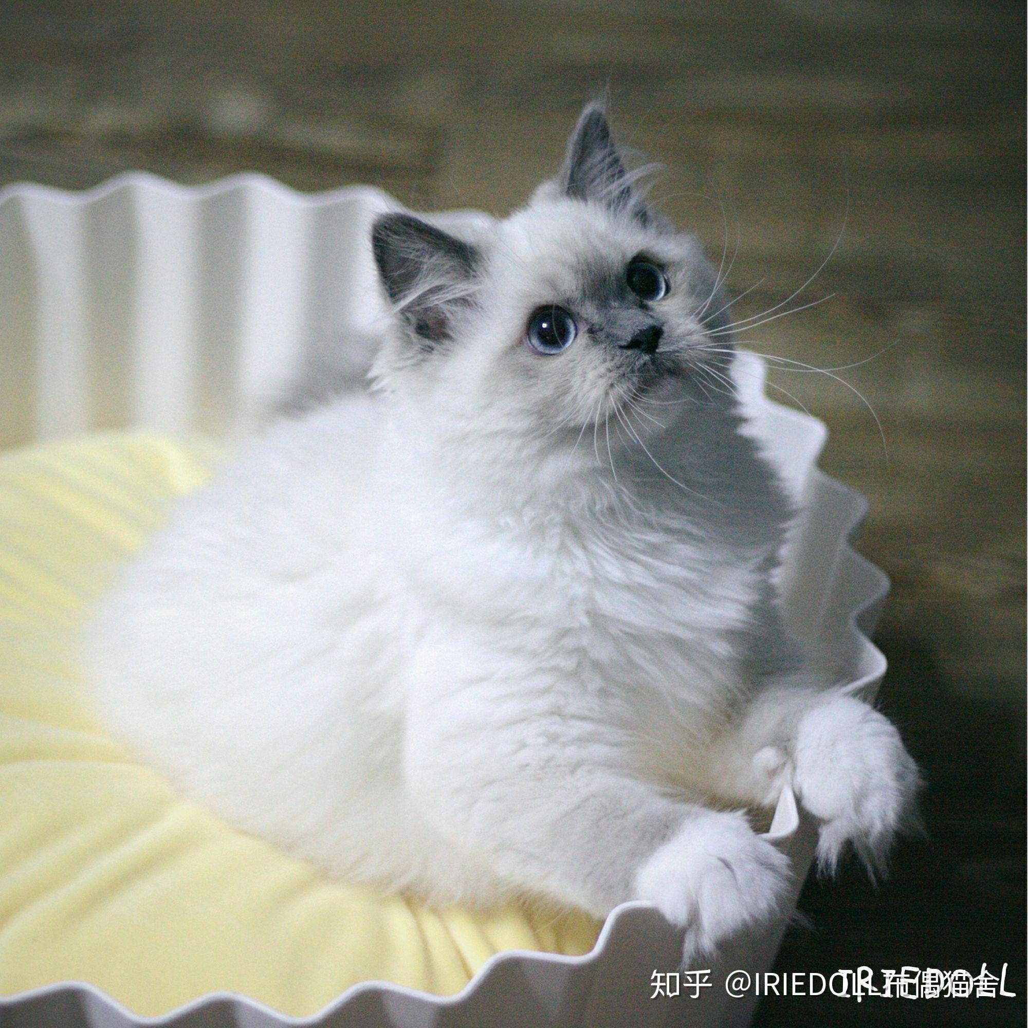 巧克力手套色布偶猫成长记录贴