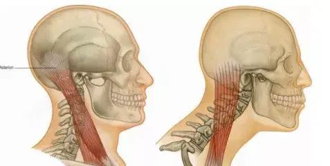 人体12条筋膜链解析及具体手法操作