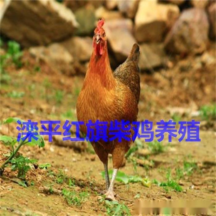 滦平红旗柴鸡养殖场教你养土鸡,这篇文章有必要看 - 知乎