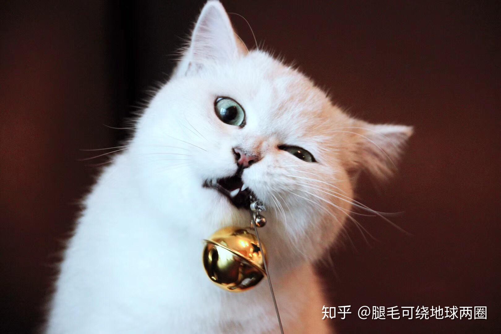 大家都用什么知乎=大家都在用什么手机