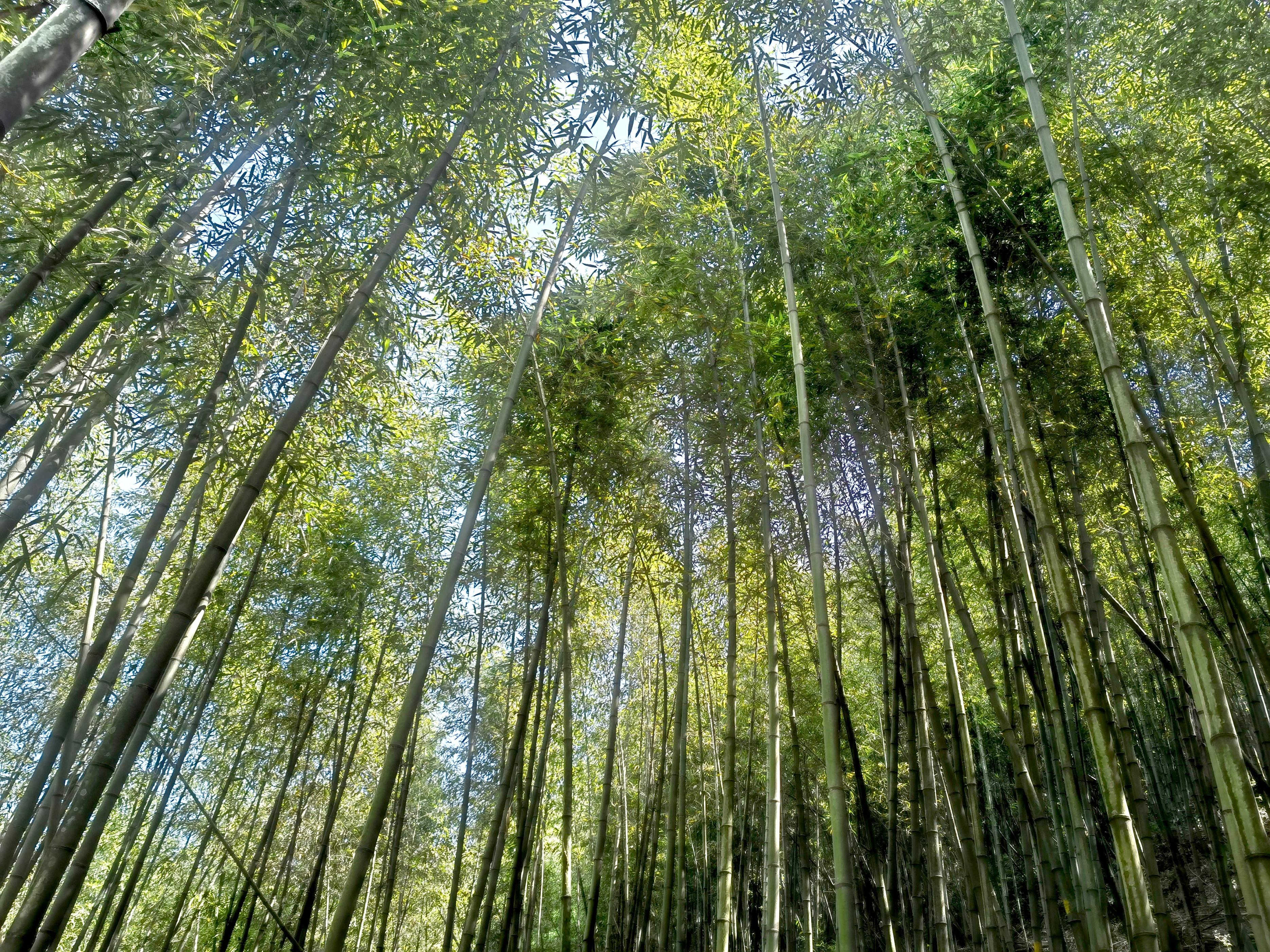 銅馬溝竹海公園成都前往只需要1個半小時旅遊避暑消夏好去處